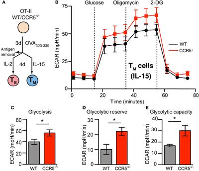 The Chemokine Receptor CCR5 Links Memory CD4+ T Cell Metabolism to T Cell Antigen Receptor Nanoclustering